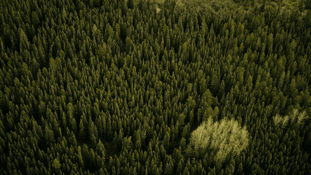 A loveable alberta forest