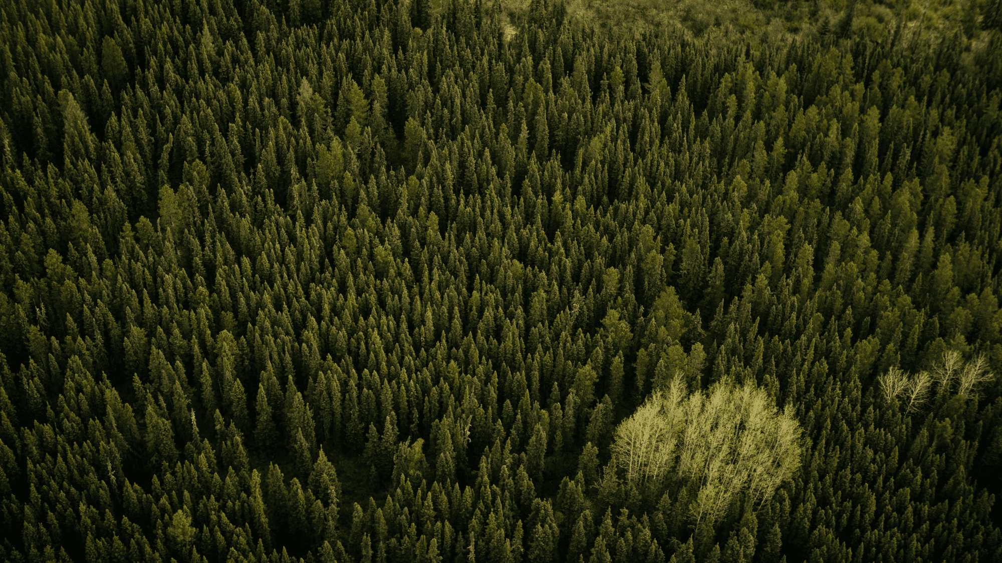 A loveable alberta forest